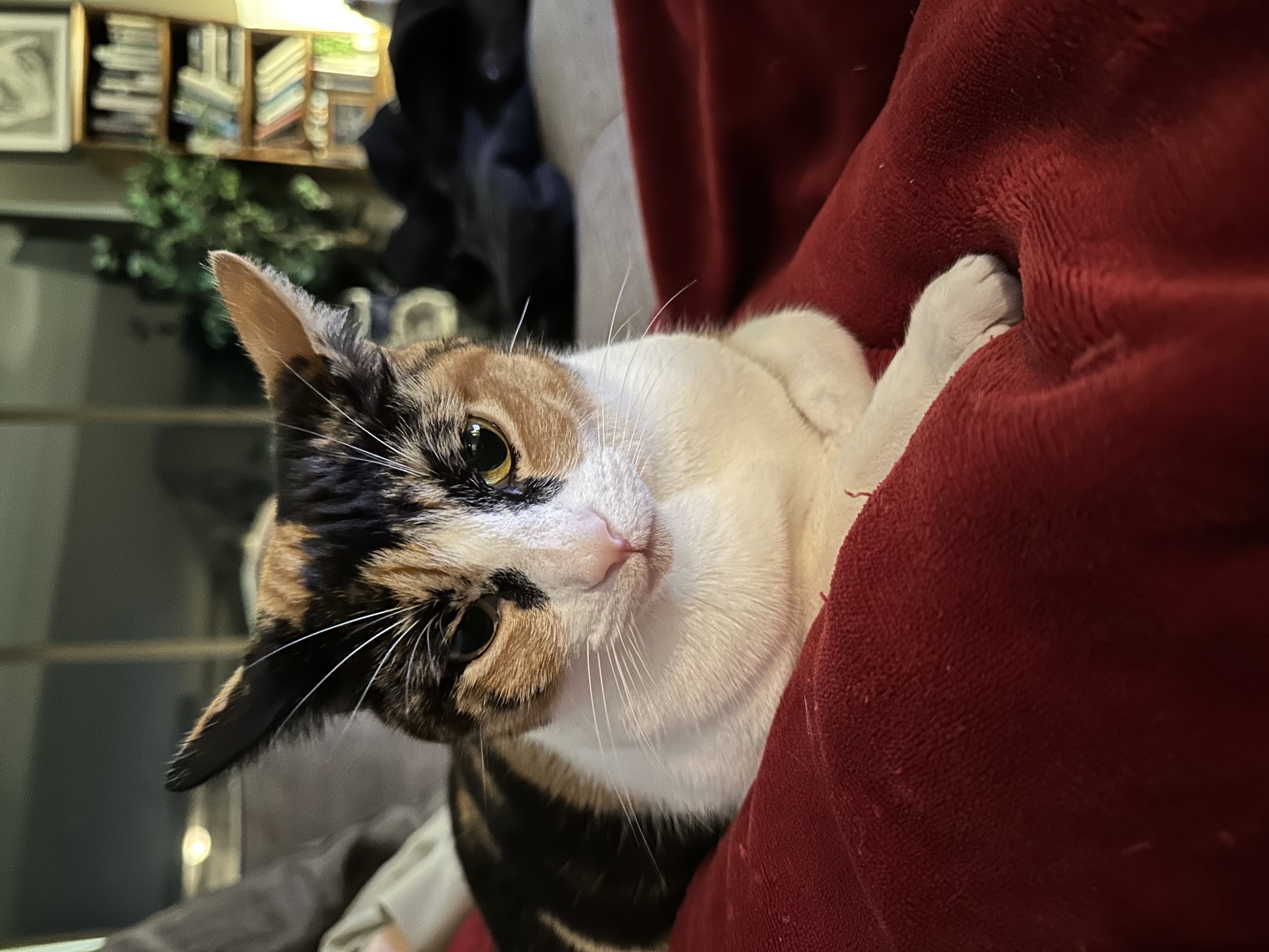 Paloma the cat